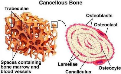 Cancellous bone structure