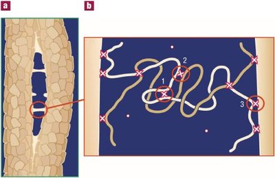 Bone chemical composition