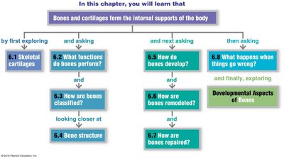 Ossification process