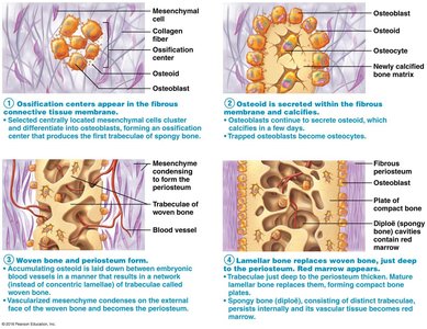 Epiphyseal plate zones