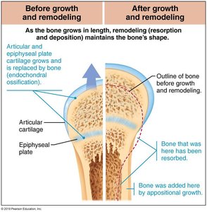 Bone remodeling