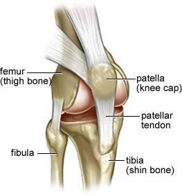 Bone classification: knee joint