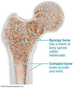 Spongy and compact bone