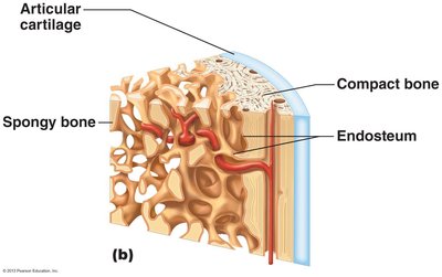 Bone structure: cross-section