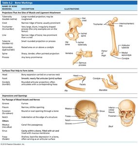 Bone markings table
