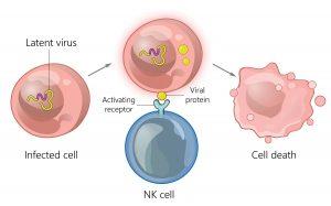 NK cell mechanism of killing