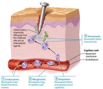 Steps of phagocyte mobilization
