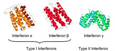 Types of interferons