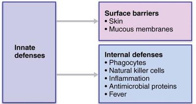 Innate defenses: surface barriers and internal defenses