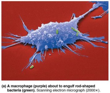 Macrophage about to engulf bacteria
