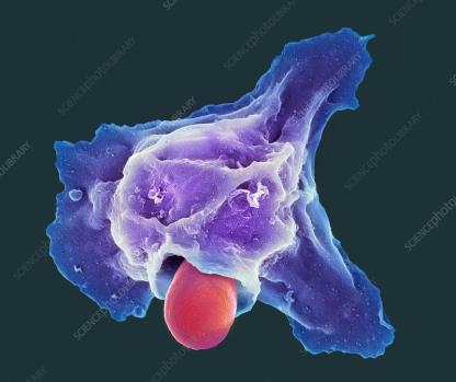 Macrophage engulfing a target