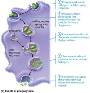 Detailed events of phagocytosis