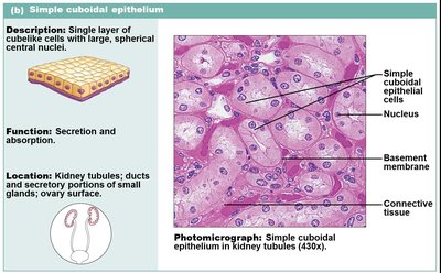 Simple cuboidal epithelium in kidney tubules