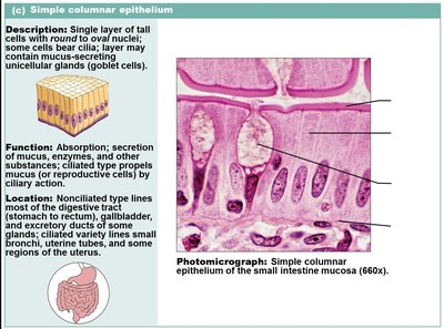 Simple columnar epithelium in small intestine