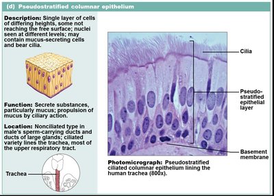 Pseudostratified ciliated columnar epithelium in trachea