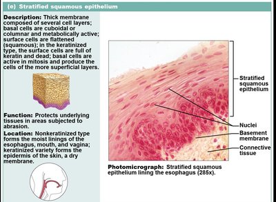 Stratified squamous epithelium in esophagus