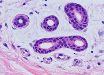 Stratified cuboidal epithelium in sweat glands