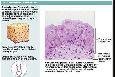 Transitional epithelium in bladder