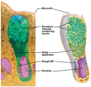 Goblet cell (unicellular exocrine gland)