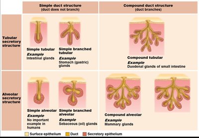 Classification of multicellular exocrine glands by duct structure and secretory unit
