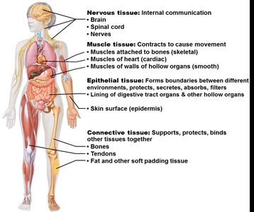 Overview of the four tissue types and their functions