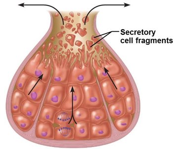 Holocrine gland secretion mechanism
