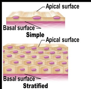 Simple vs. stratified epithelial tissue structure