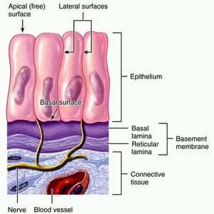 Epithelial tissue showing apical and basal surfaces, basement membrane, and connective tissue support
