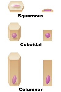 Squamous, cuboidal, and columnar cell shapes