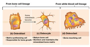 Bone cell lineage: osteoblast, osteocyte, osteoclast