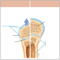 Long bone growth and remodeling during youth