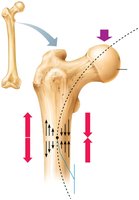 Bone anatomy and bending stress