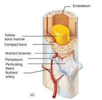 Long bone cross-section with yellow marrow