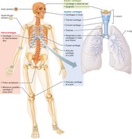 Bones and cartilages of the human skeleton