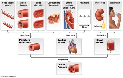 Diagram showing factors affecting blood pressure