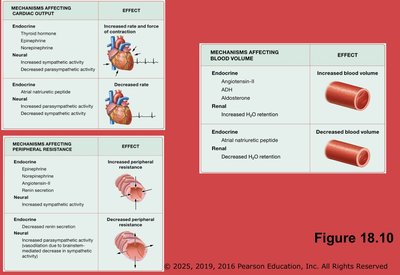 Mechanisms affecting cardiac output, blood volume, and peripheral resistance
