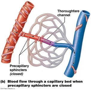 Blood flow through a capillary bed with precapillary sphincters closed