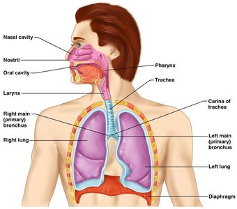 Anatomy of the respiratory system, showing nasal cavity, pharynx, larynx, trachea, bronchi, and lungs