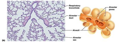 Histology and diagram of alveoli and alveolar pores