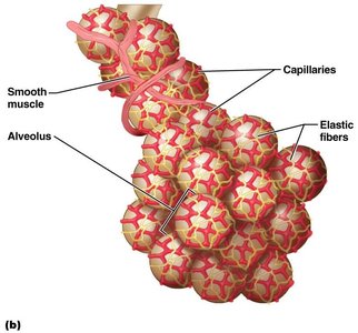 Alveolar structure showing capillaries, elastic fibers, and smooth muscle