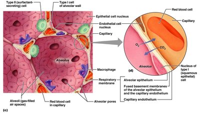 Microscopic structure of the respiratory membrane and alveolar wall