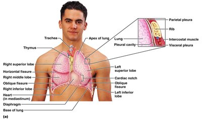 Transverse section of the thoracic cavity showing pleura, lungs, and mediastinum