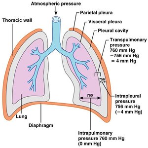Diagram of pressure relationships in the thoracic cavity