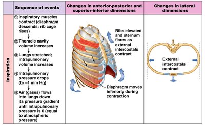 Sequence of events during inspiration