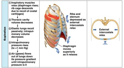 Sequence of events during expiration