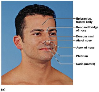 Surface anatomy of the nose, showing root, bridge, dorsum nasi, apex, philtrum, and naris