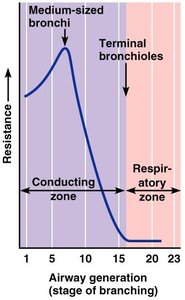 Graph of airway resistance in conducting and respiratory zones
