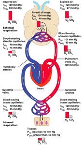 Diagram of oxygen and carbon dioxide exchange in the body