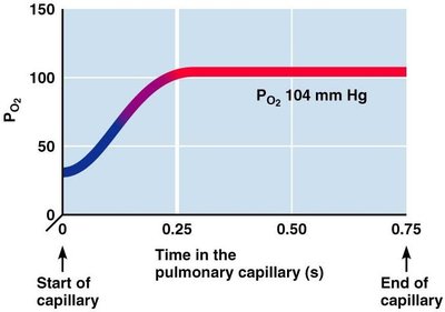Graph of oxygen partial pressure in pulmonary capillary