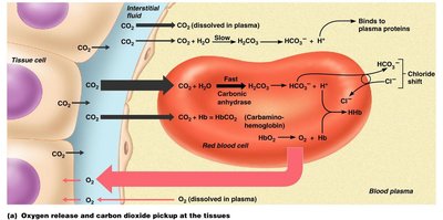 Oxygen release and carbon dioxide pickup at the tissues